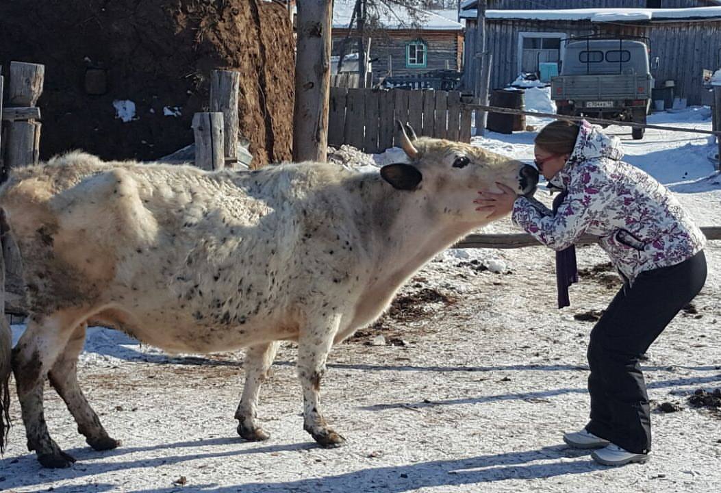 Сахая и буренка
