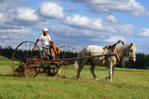 конь лошадь коневодство сельское хозяйство