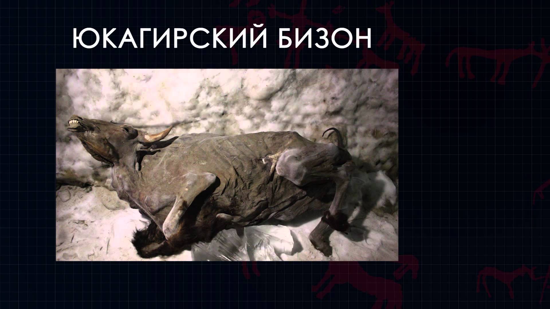 От Березовского мамонта до абыйских львят: самые известные палеонтологические находки в Якутии