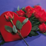 Roses with heart