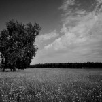 gallery_6125_1665_449166-darken