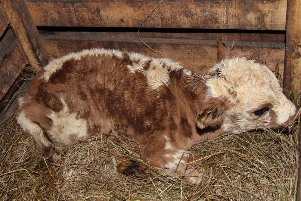 Какие рождаются телята. Якутский теленок.