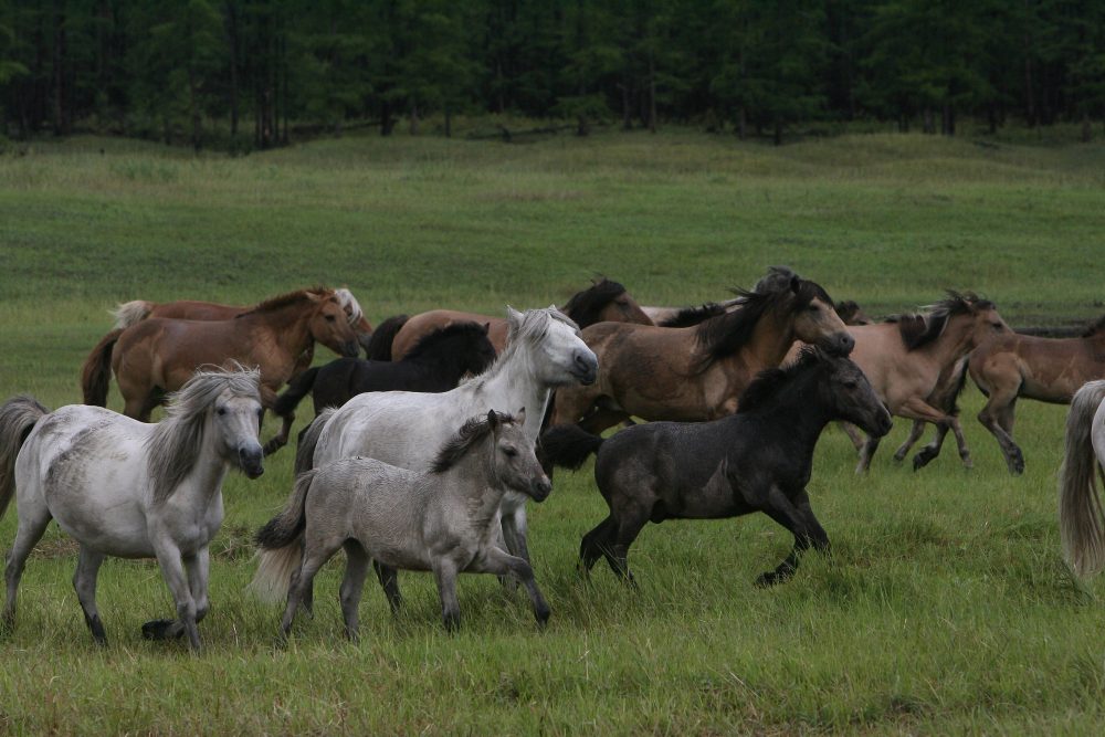Начался отбор документов на субсидии по строительству конебаз
