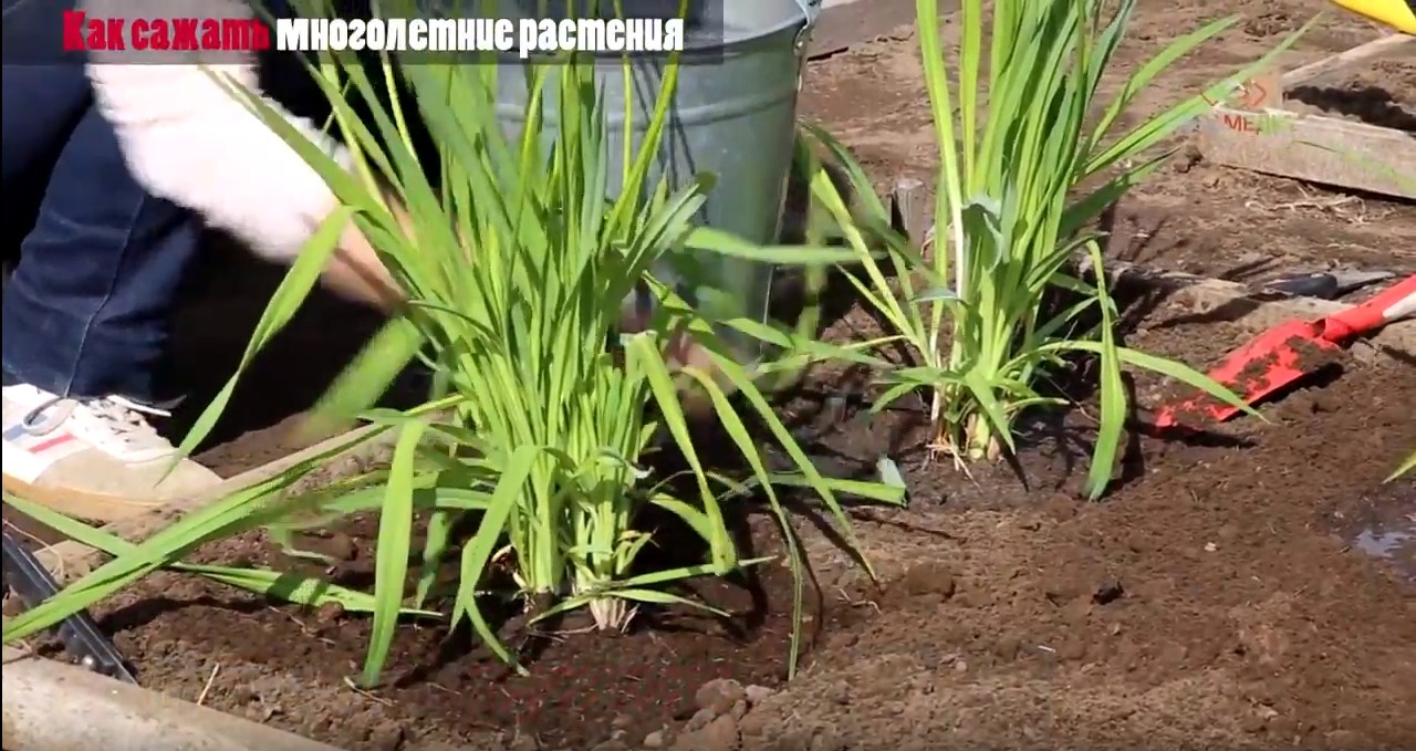 ВИДЕО: сажаем многолетние растения