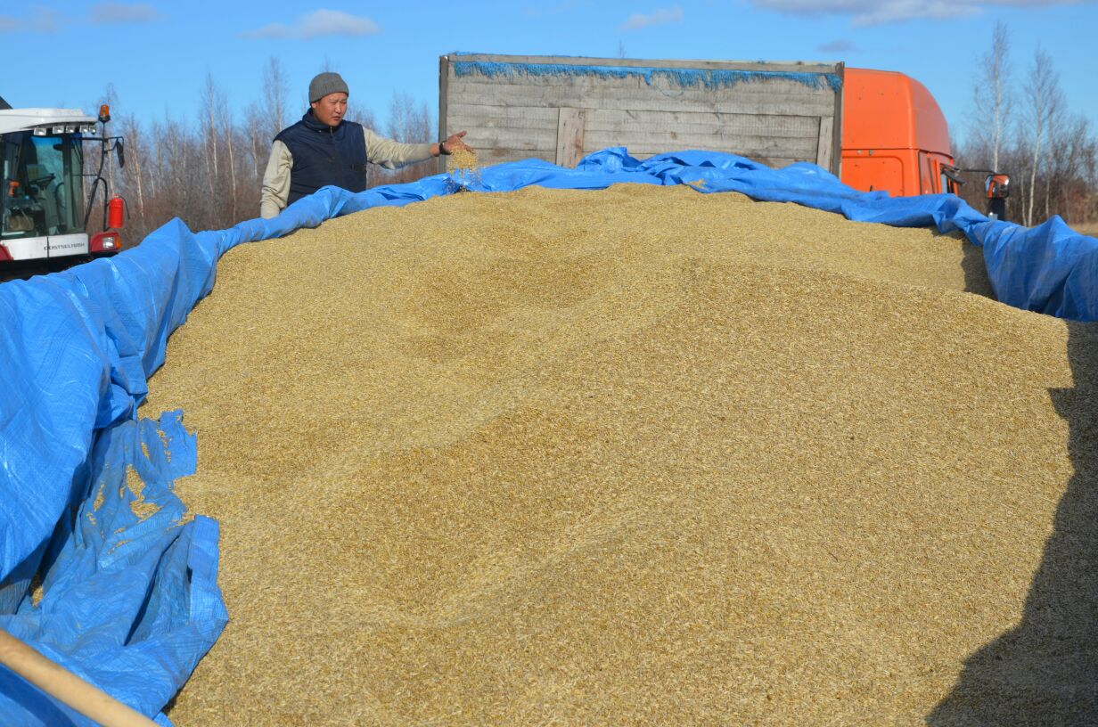 Уборка зерновых – выполнено 80% плана