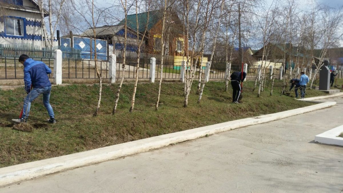 Аллею Героев в центре Олекминска засадили березками