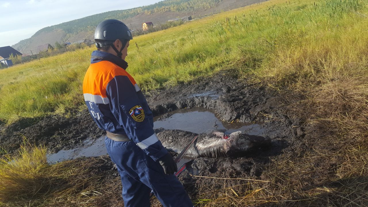 В Якутске спасатели вытащили застрявшую в болоте лошадь