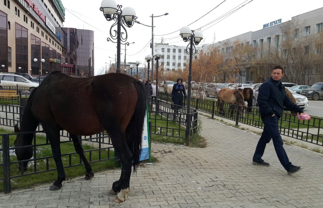 «Темные» лошадки в центре Якутска: Не найдутся владельцы — животных отправят в Сахаплемобъединение