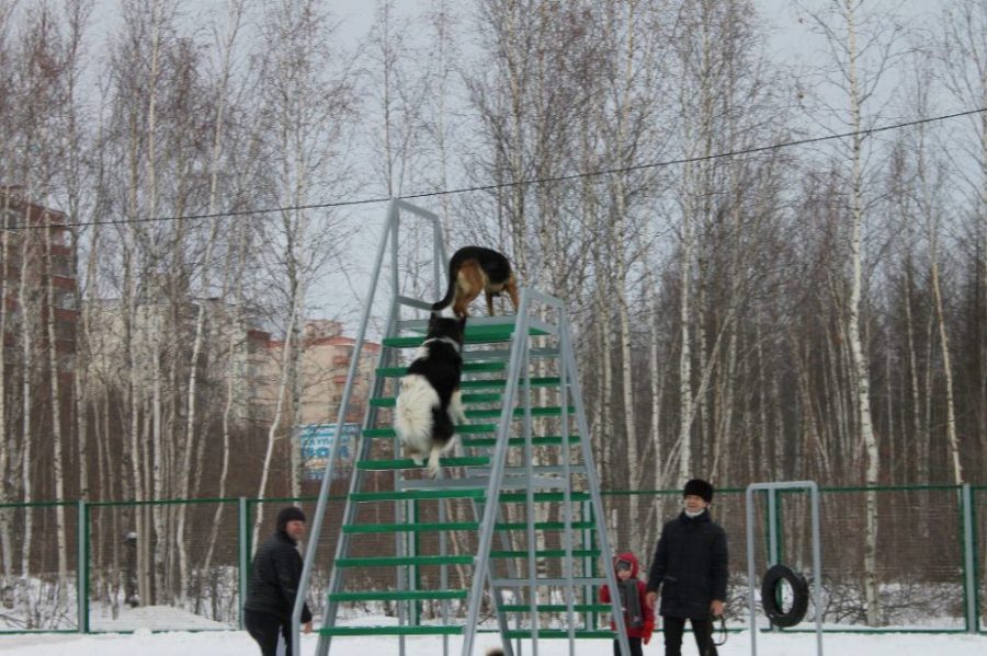 В Мирном открылась площадка для дрессировки и выгула собак