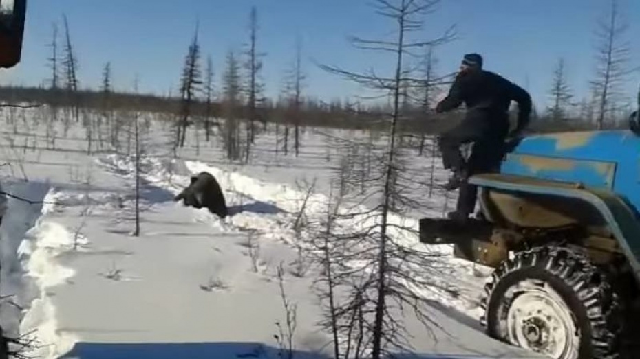 Вахтовики, задавившие медведя грузовиком в Булунском улусе, пойдут под суд